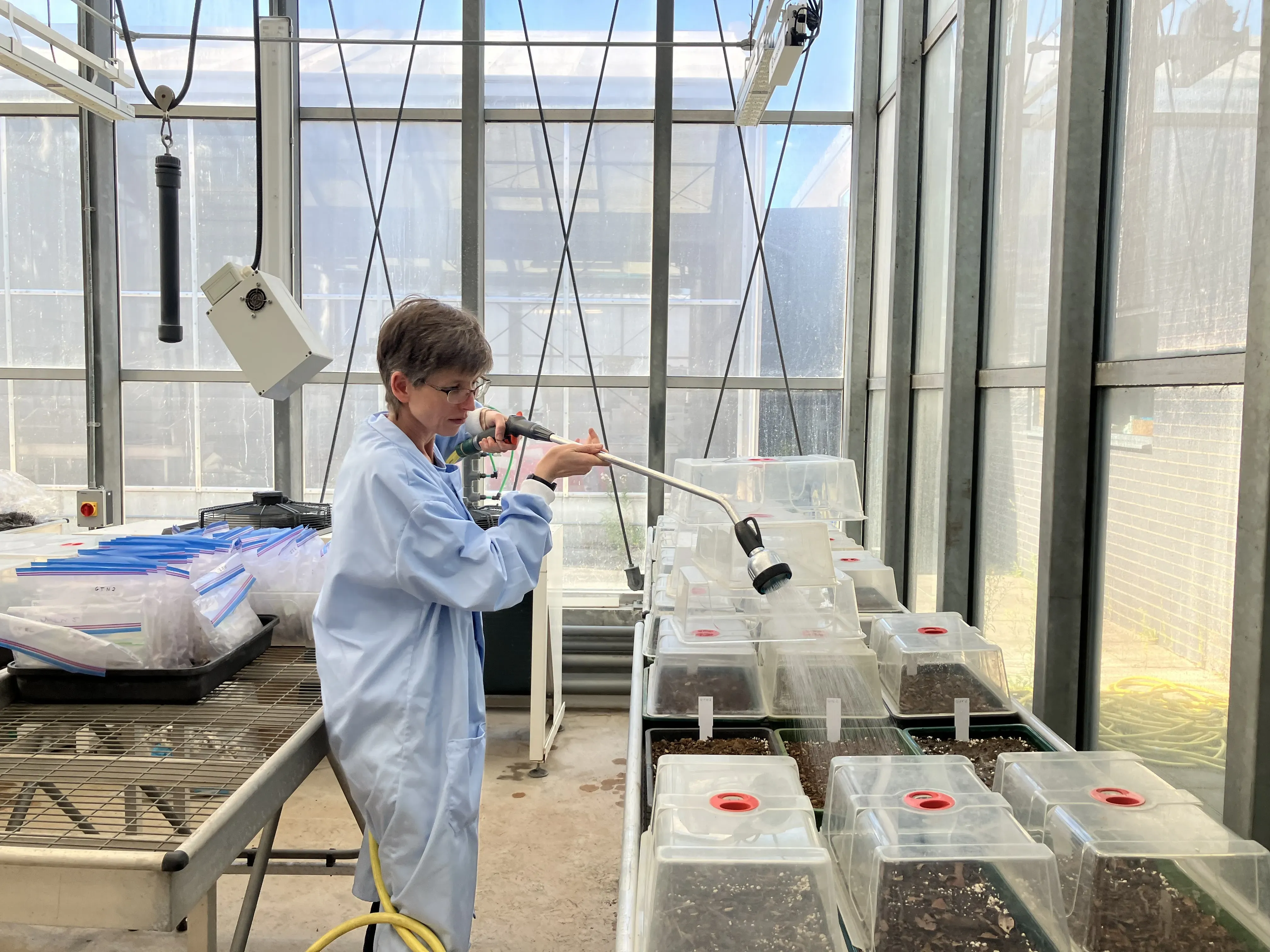 Dr Rosemary Newton at work hydrating the BVI soil samples in the Kew Quarantine House © RBG Kew A researcher sprays water on small trays of soil in a glasshouse