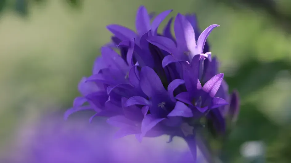 Campanula stevenii, Lydia Shellien-Walker © RBG Kew
