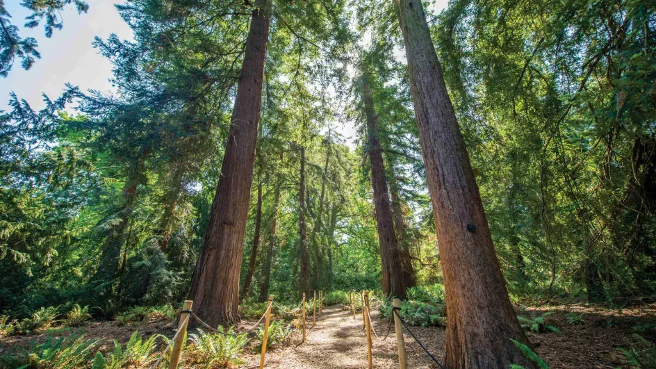 Kew's Redwood Grove © RBG Kew