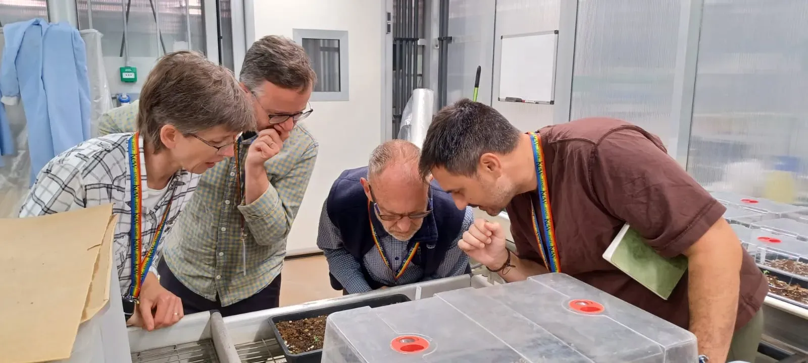 A visual look at saplings germinating from each of the soil samples gives the team a first idea of which plant families might be present, with DNA research following on from here © RBG Kew Four researchers pore over a series of soil saplings.