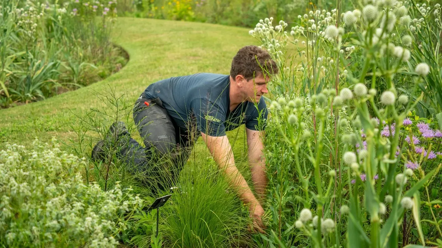 Jack on the American Prairie, Visual Air © RBG Kew Prairie Lead Jack surrounded by prairie plants
