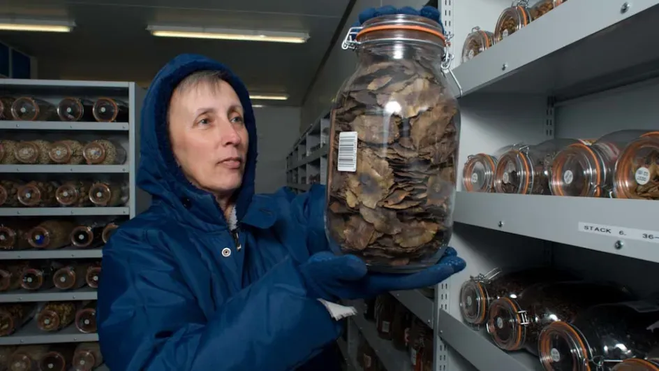 MSB seed collection © RBG Kew.
