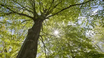 Fagus sylvatica
