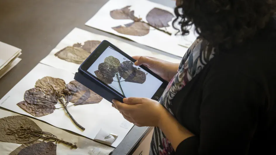 Taxonomic research taking place in the Kew herbarium, Jeff Eden © RBG Kew