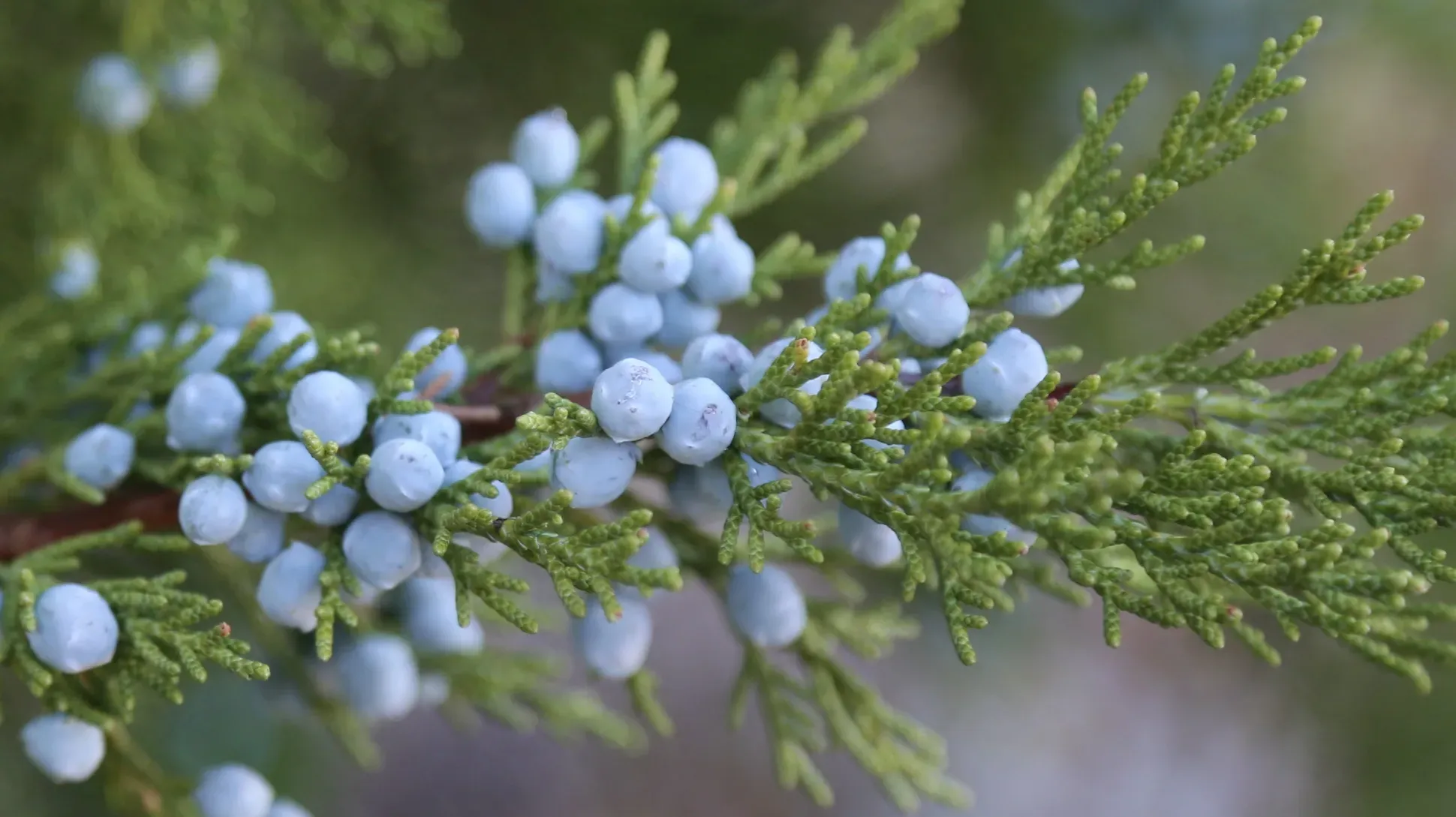 Juniper (Juniperus communis) branch © Dcrjsr, CC 3.0 A juniper branch, with pointed needles and light blue berries