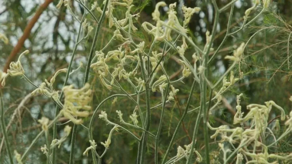 Kangaroo paw © RBG Kew