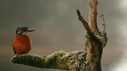 Loder Valley Nature Reserve, Steve Robinson© RBG Kew A kingfisher perches on a branch