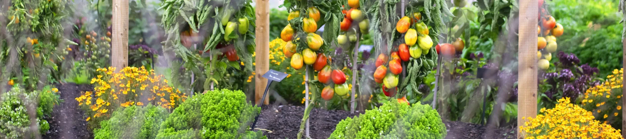 Kew's kitchen garden, Meg Boldison © RBG Kew Kew's kitchen garden