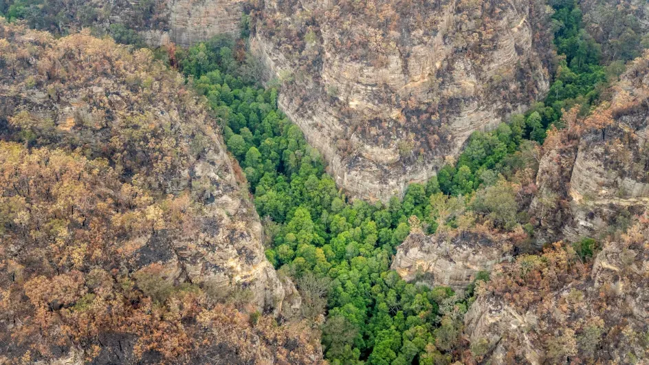 The last wild wollemi pines in the world in a remote gorge in Wollemi National Park, Australia © Reuters Pictures