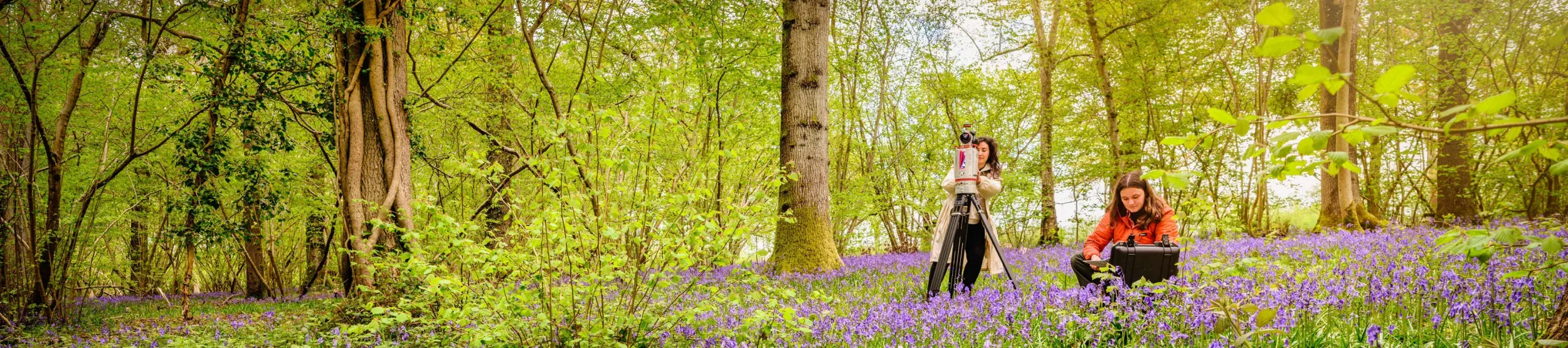 Wakehurst researchers © RBG Kew. Two researchers in the woodland at Wakehurst surrounded by bluebells, working with cameras and a computer