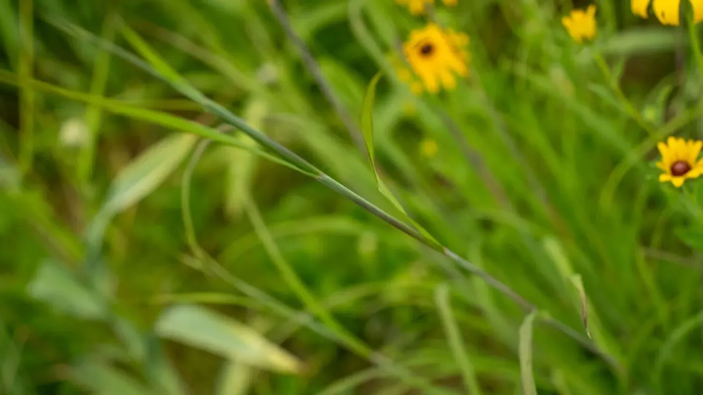 Little bluestem, Visual Air © RBG Kew A stalk of little bluestem grass