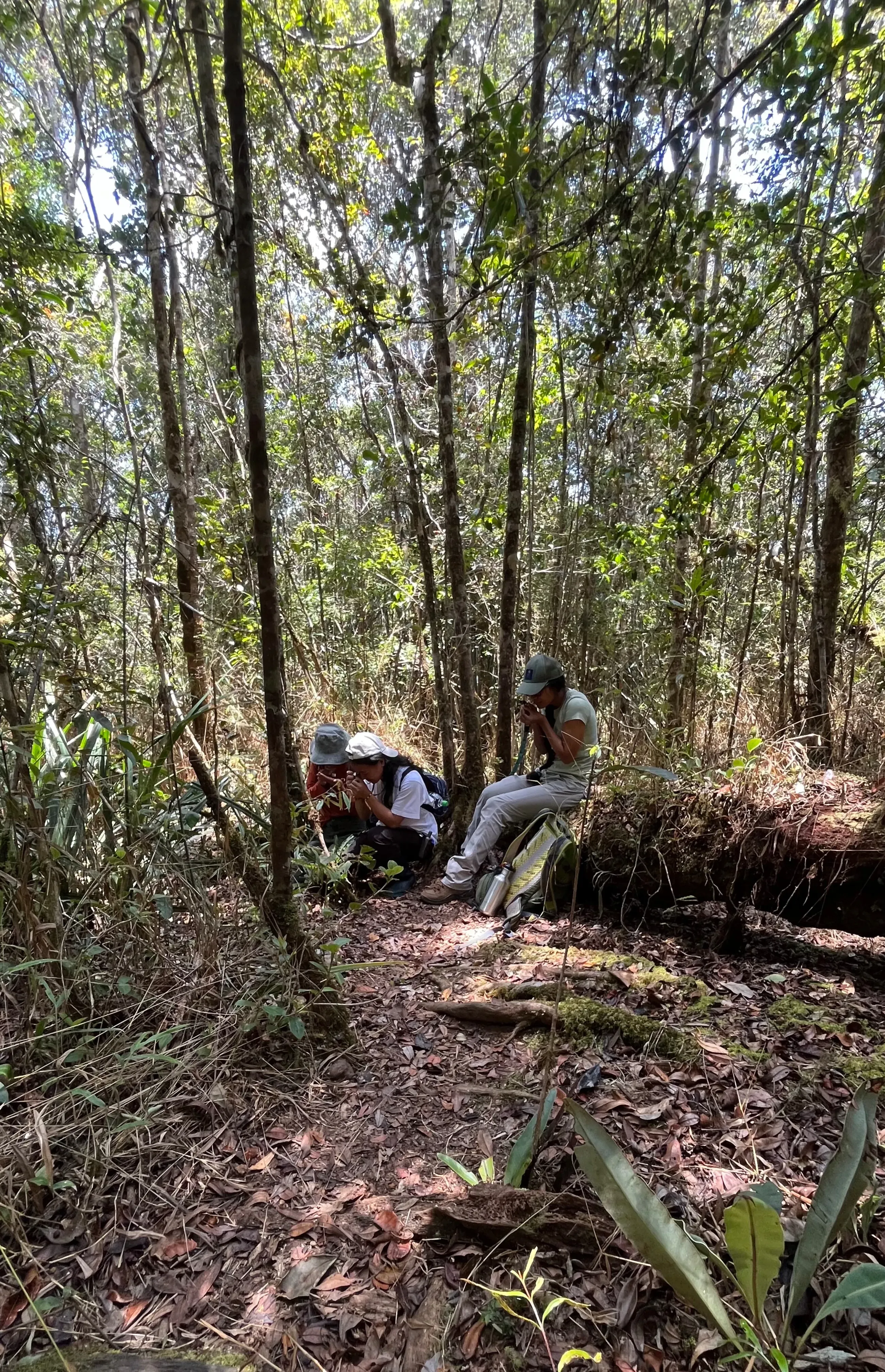 Lova (left) training Onja (middle) and Lolie (right) in collecting bryophytes in Andasibe National Park Three people sitting on a fallen tree in a forest