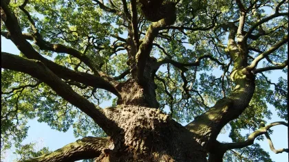 Lucombe Oak