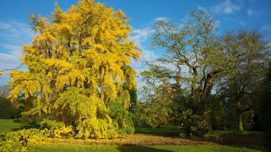 Ginkgo tree (Ginkgo biloba) in autumn, Andrew McRobb © RBG Kew