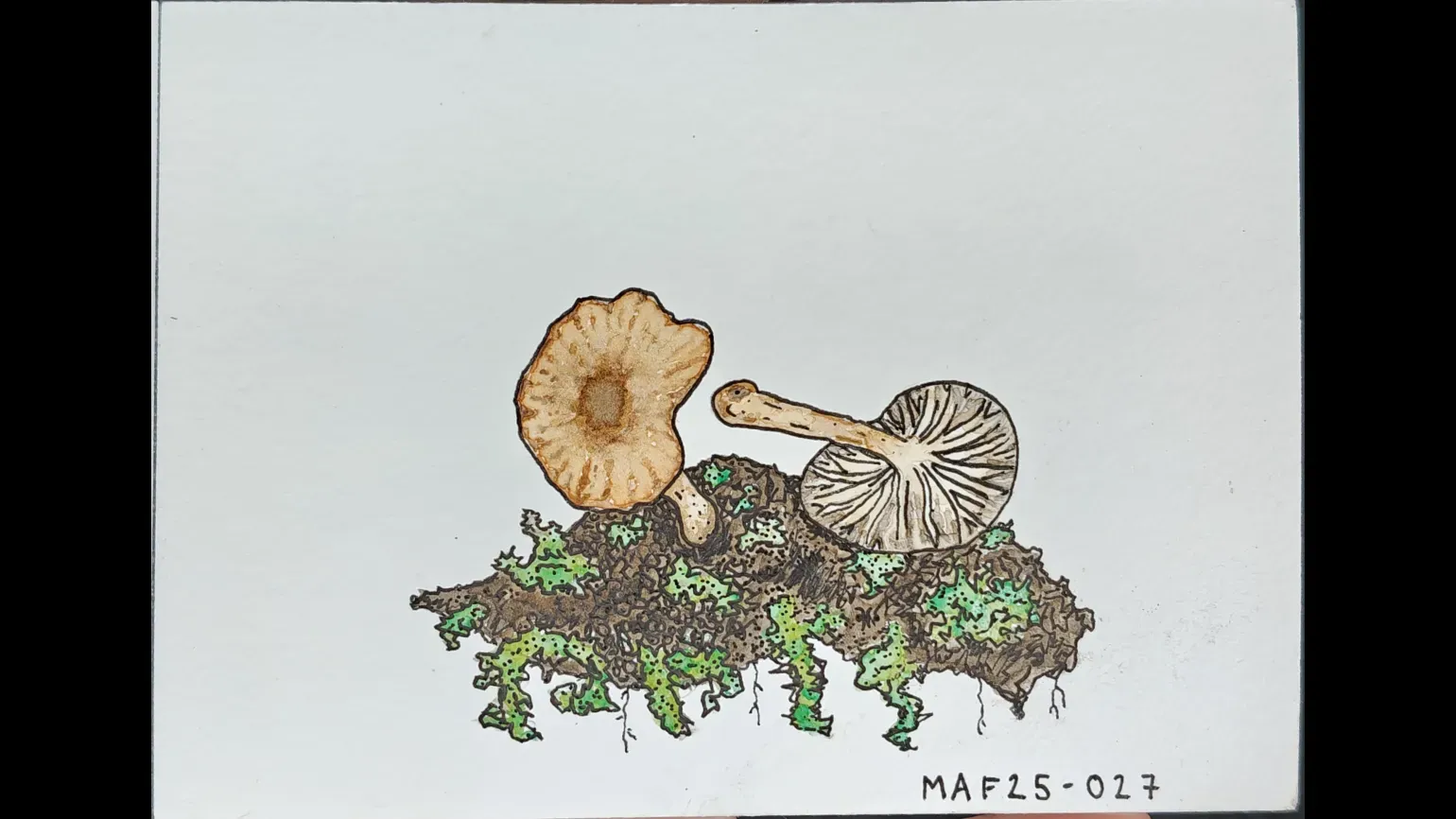 Mushrooms, watercolour and ink © Max Ticehurst A watercolour painting of two mushrooms on mossy soil