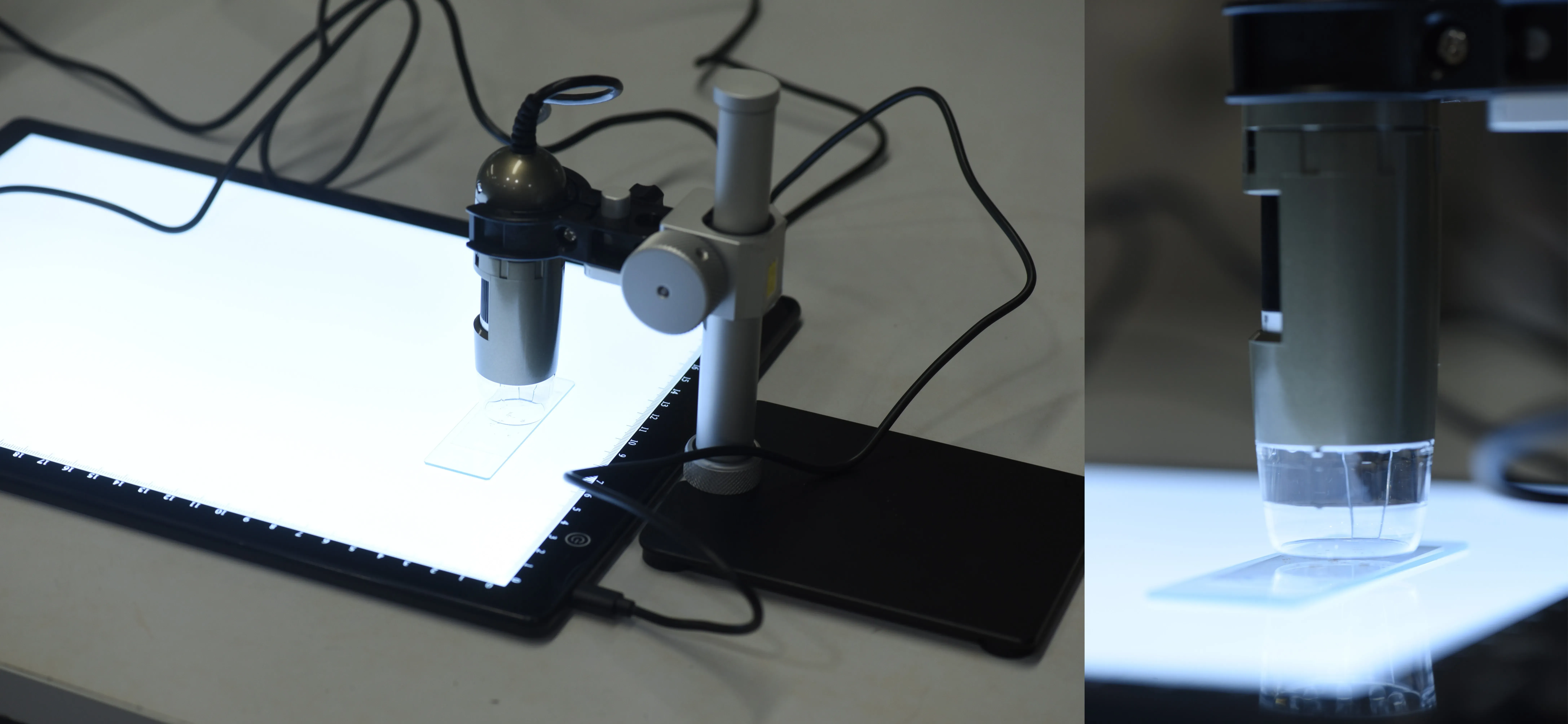 Imaging setup: A Dinolite USB microscope camera and a light box- Pablo Gómez Barreiro © RBG Kew Two images. The left is a small camera mounted on a stand above a microscope slide on an A4 size flat light. The right image is a close up of the camera showing the tip flush against the slide.