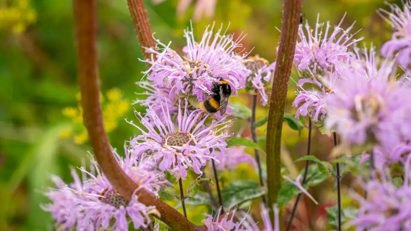 Bee balm, Visual Air © RBG Kew A large bumblebee on a purple bee balm flower