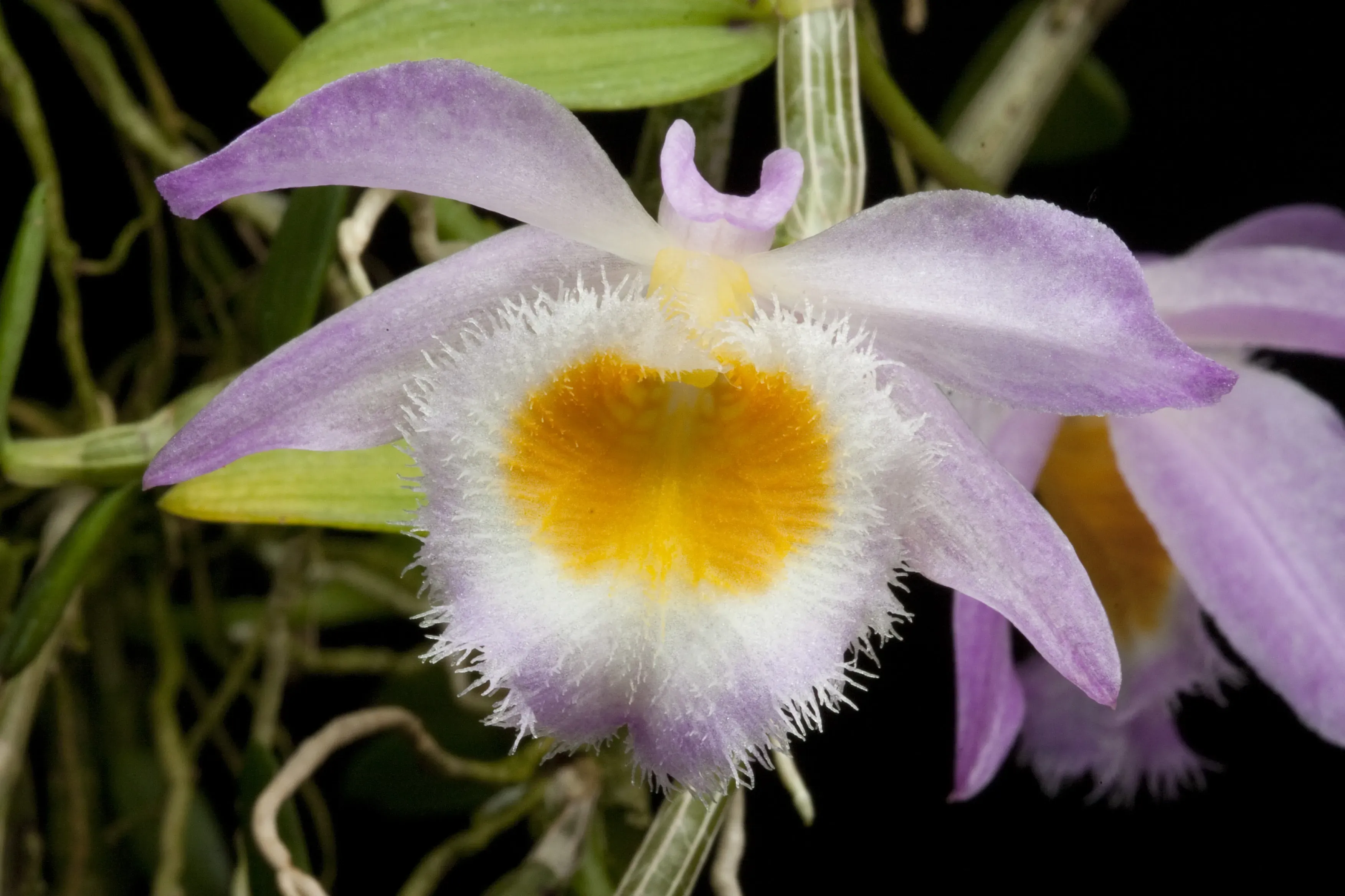 One of the many species tested in this project: Dendrobium loddigesii - Andre Schuiteman © RBG Kew A single light purple and white orchid with a rich yellow centre surrounded by delicate hair-like structures.