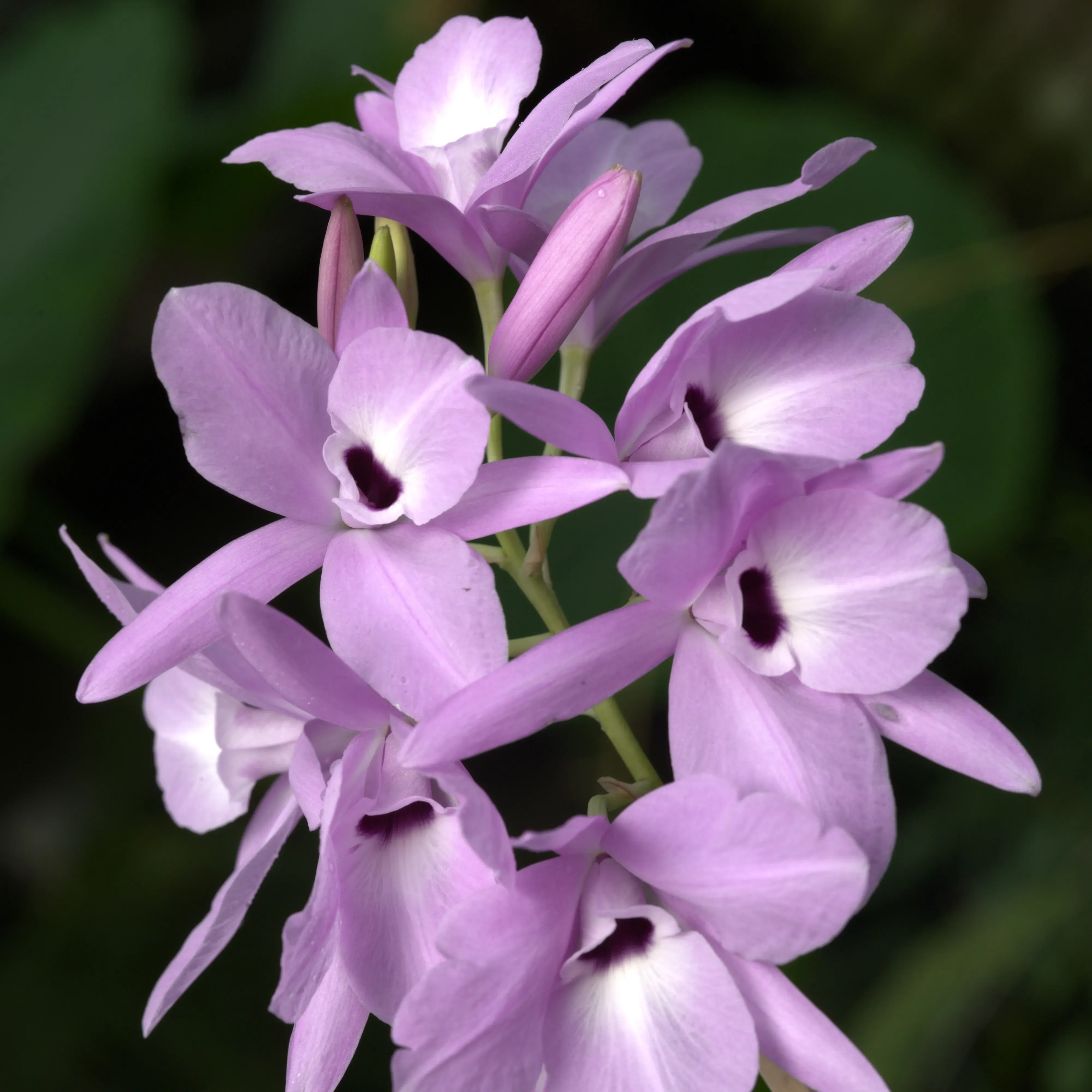 One of the many orchid species tested and imaged in this project: Laelia rubescens © A.McRobb 8 small, violet coloured orchid flowers on a single stem