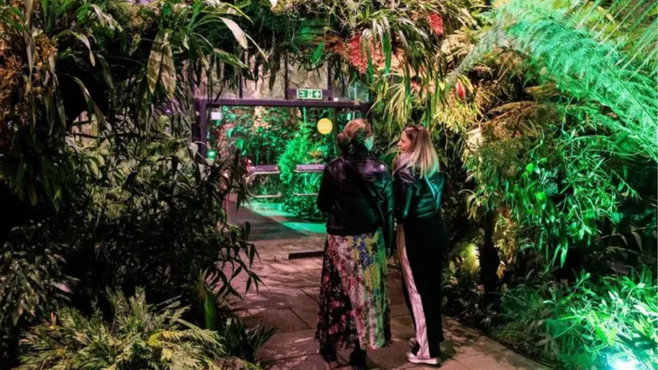 Orchids After Hours