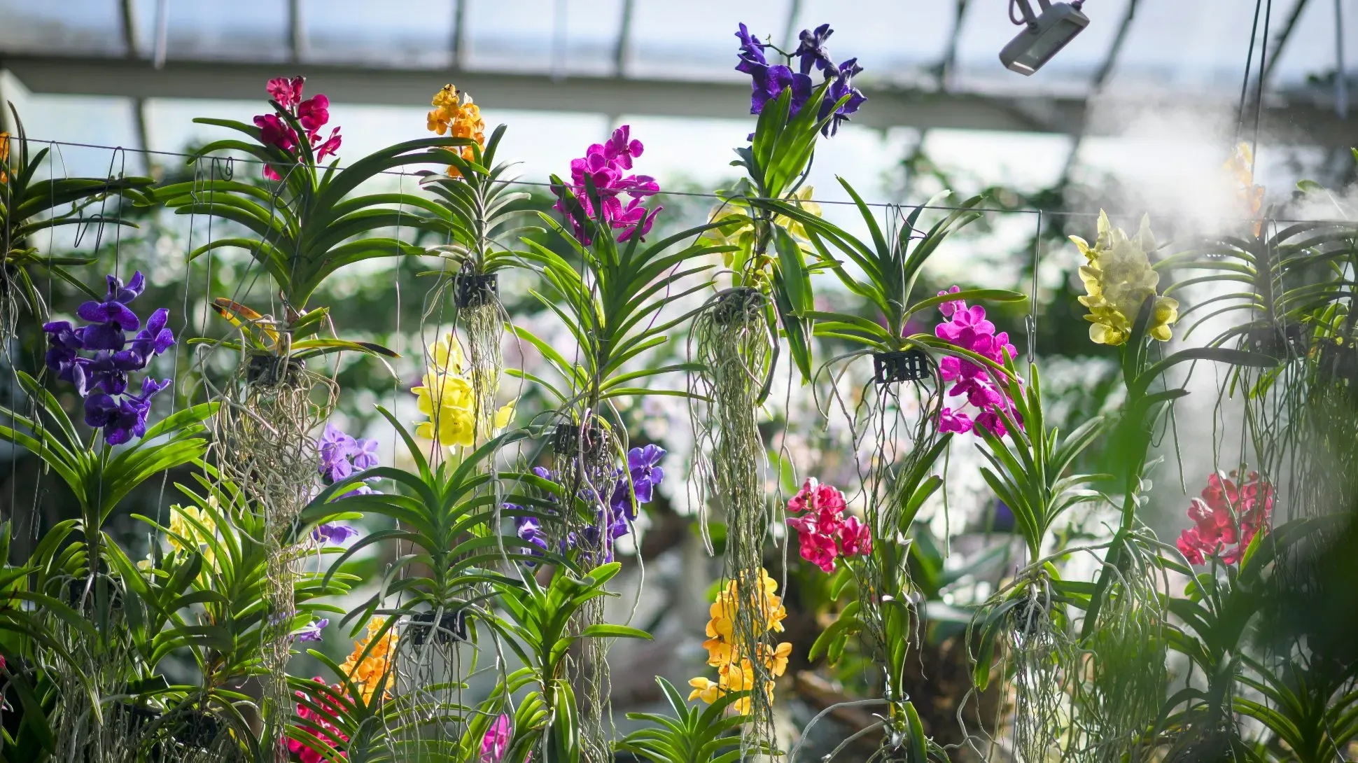 Orchids at Kew Gardens A collection of colorful orchids growing at Kew Gardens