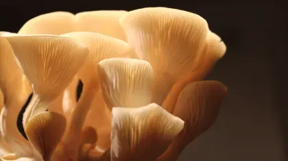 Oyster mushroom © Rachel Horton-Kitchlew/Unsplash.