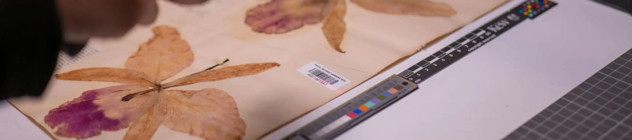 Orchid specimens has its barcode scanned A herbarium orchid specimen gets its barcode scanned by a digitiser
