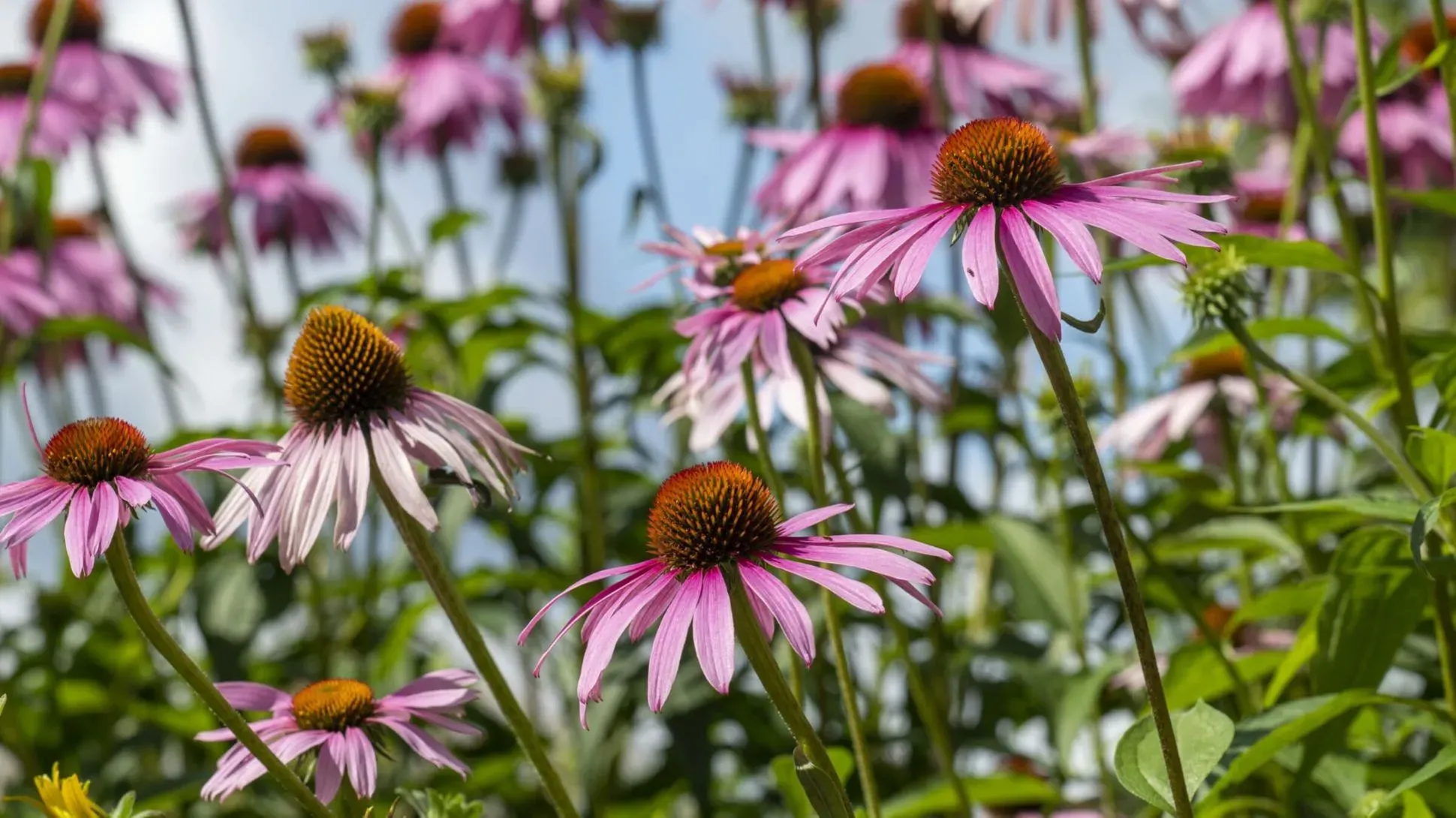 Purple coneflower, Jim Holden © RBG Kew A collection of purple coneflower plants