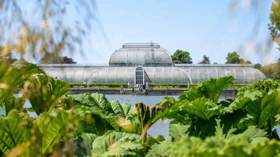 Gunnera opposite Palm House © RBG Kew