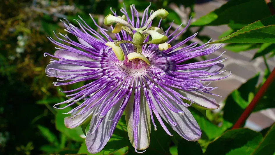 Purple passionflower © H. Zell on Wikimedia Commons