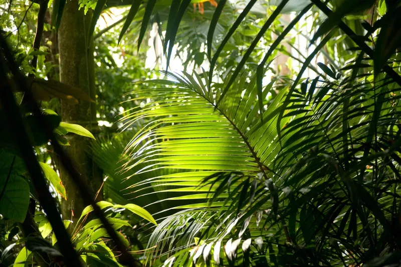 Palm House at Kew © RBG Kew. Palm House trees