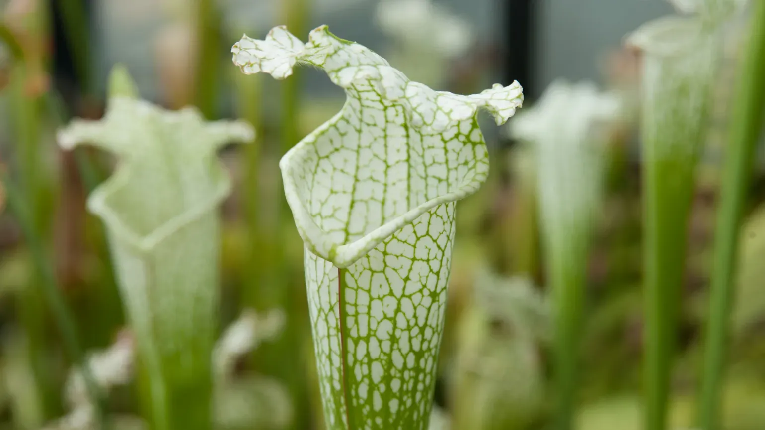 Pitcher plant (Sarracenia alata x leucophylla) ©RBG Kew Pitcher plant (Sarracenia alata x leucophylla)