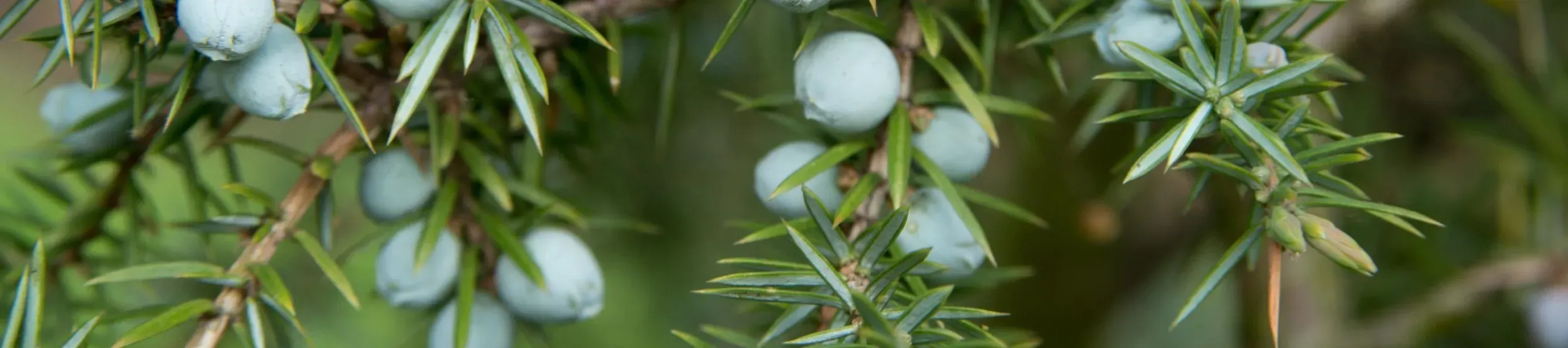 Juniper berries © RBG Kew Juniper berries