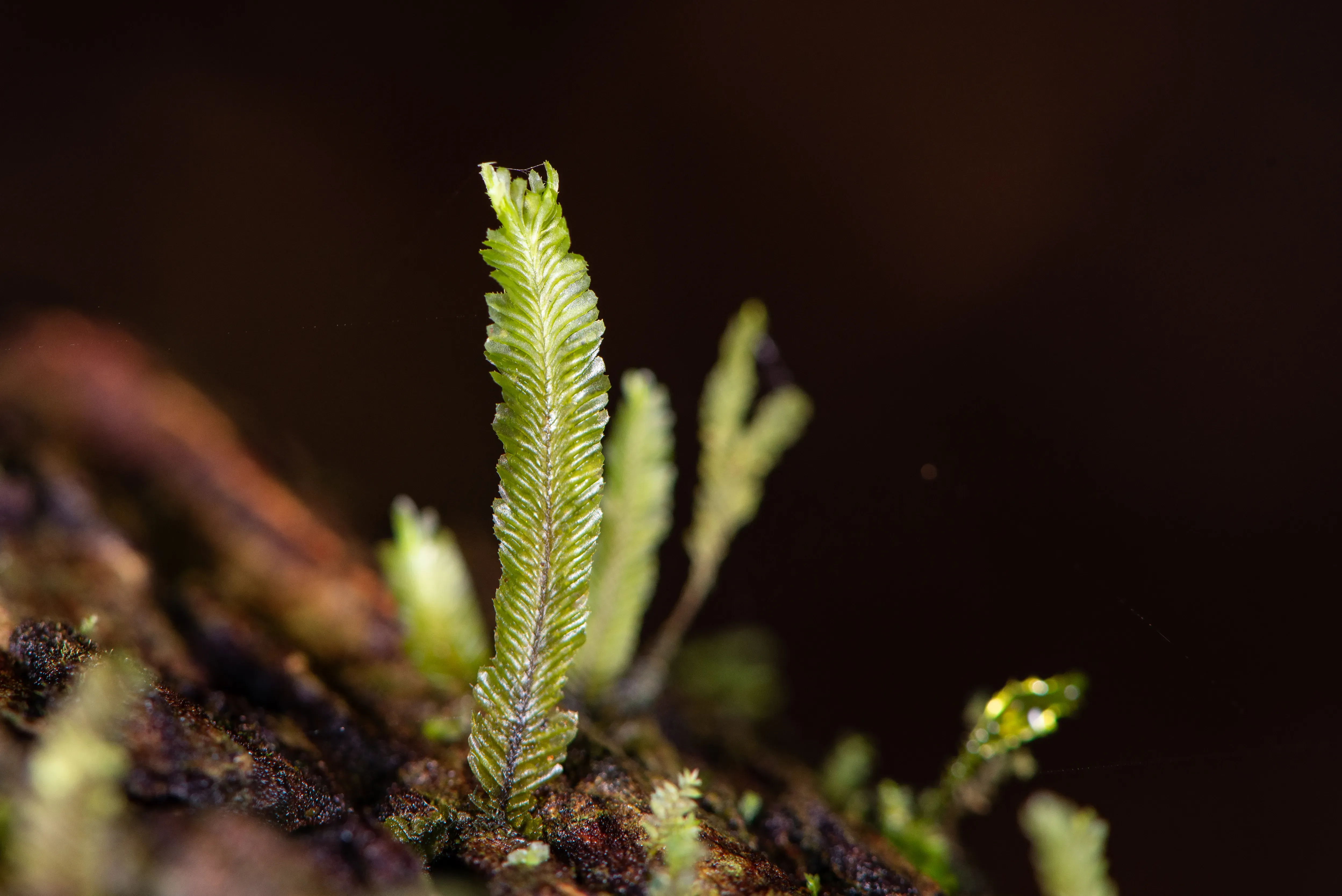 Plagiochila liverwort. © Benny Rice. The frond like leaf of a liverwort on a black background