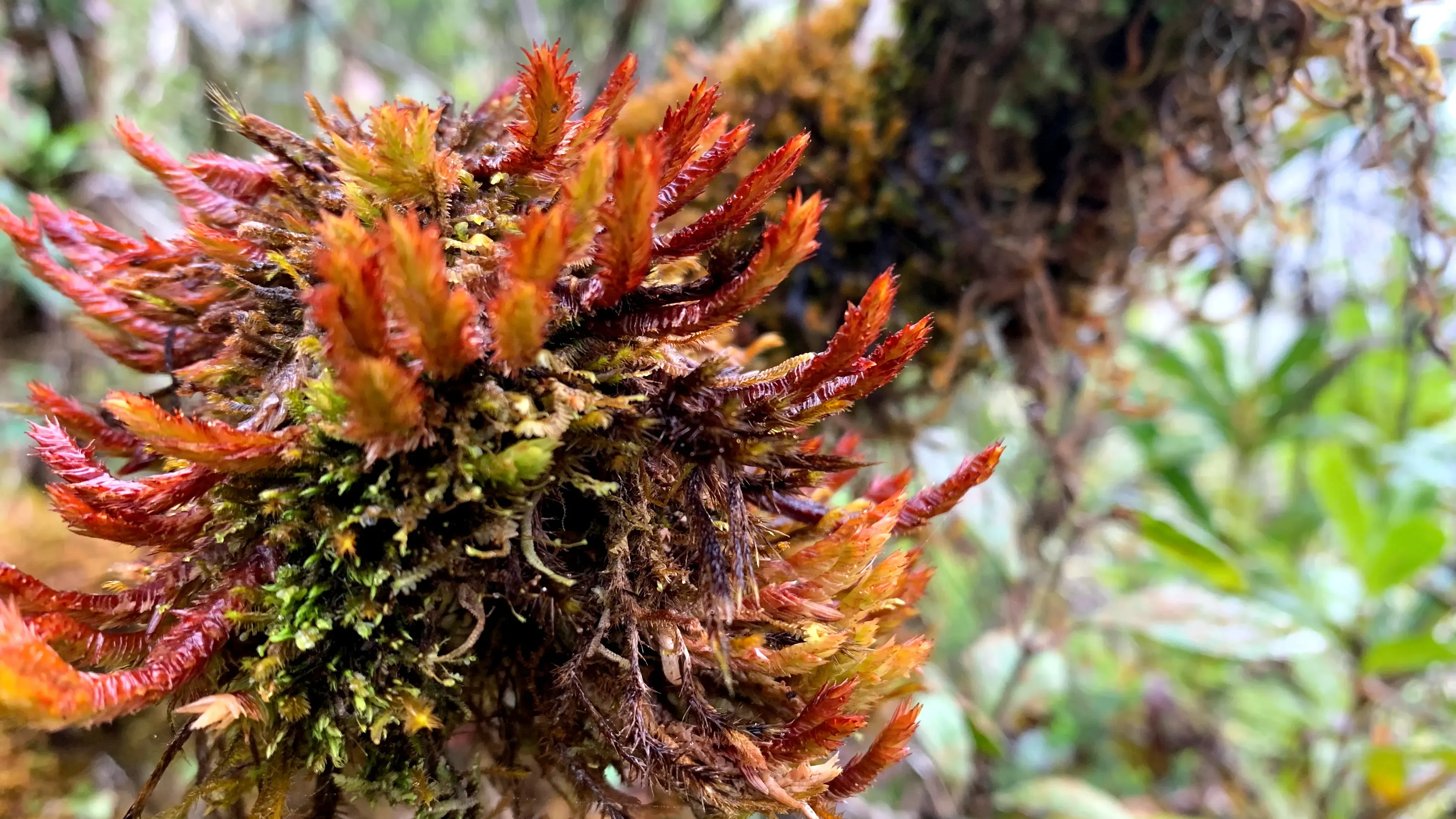Pleurozia gigantea. © Lova Marline. A red and orange liverwort on a branch