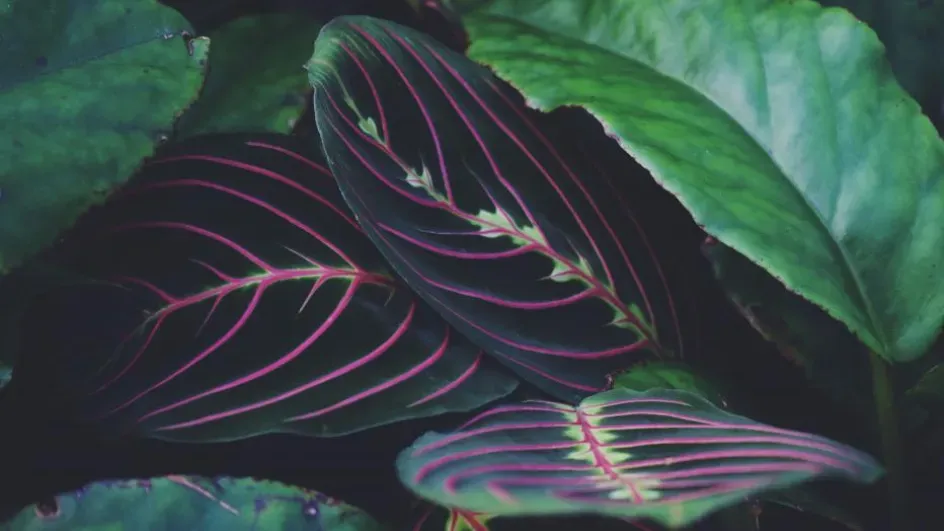 Prayer plant, Princess of Wales Conservatory Ellen McHale © RBG Kew