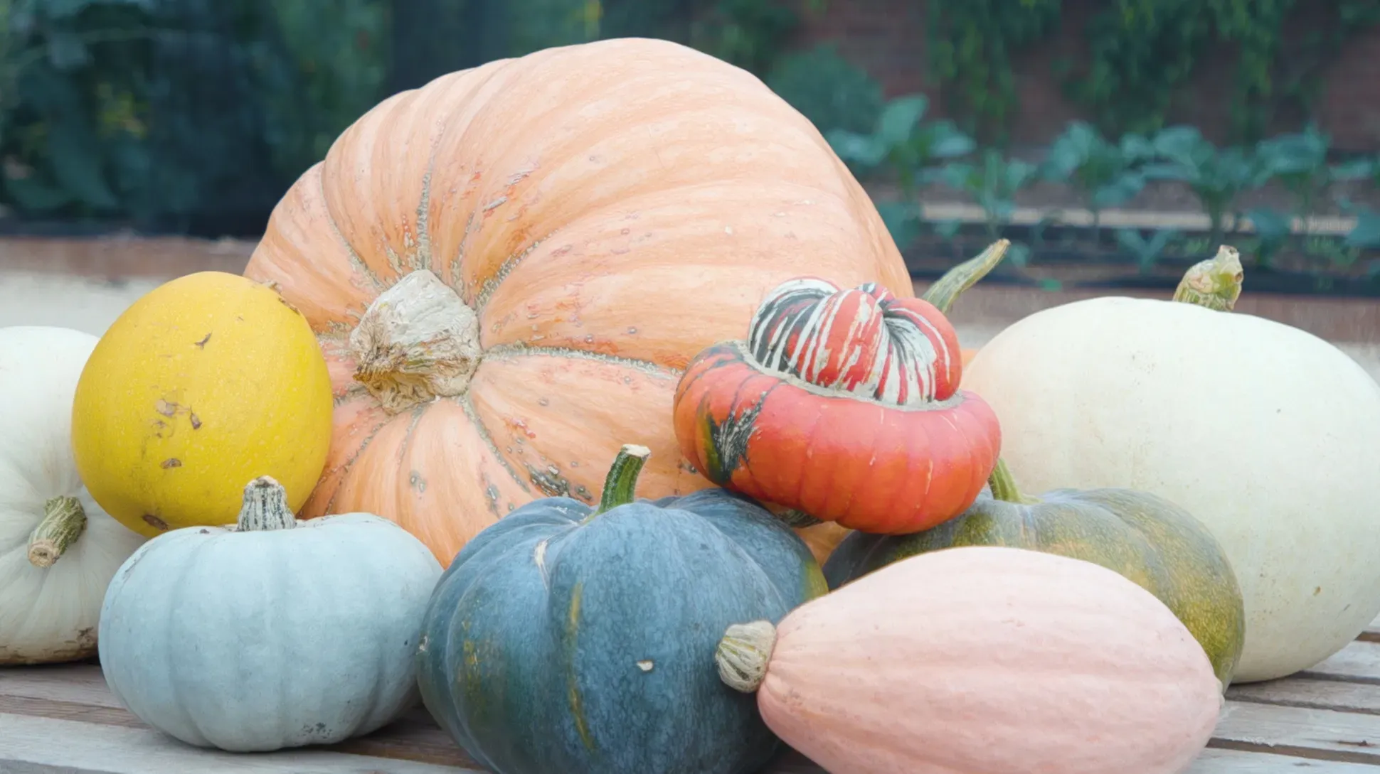 A collection of pumpkin and squash varieties in Edible Science: Kew's Kitchen Garden, Emma Grieve © RBG Kew A collection of pumpkin varieties in the Kitchen Garden at Kew Gardens