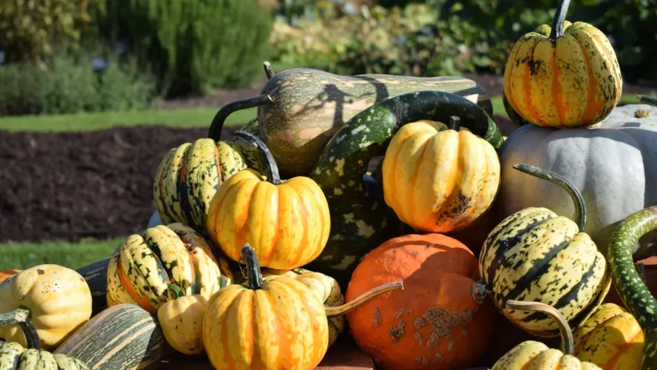 Autumn brings a colourful pumpkin harvest to our Kitchen Garden, Ellen McHale © RBG Kew