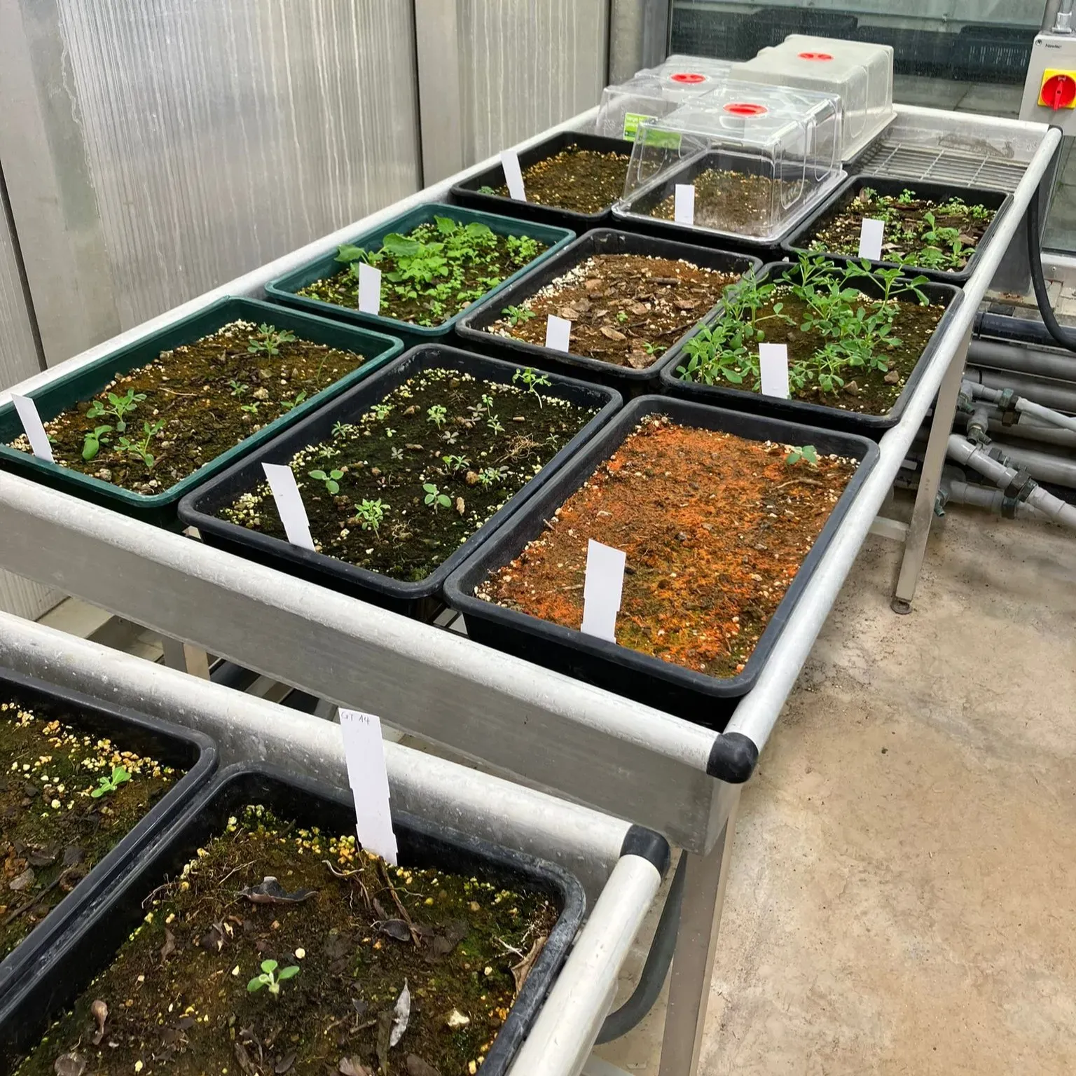 After plants germinate in the Quarantine House, the team are able to ascertain to what extent the soil is rich with native or non-native plant species © RBG Kew A series of trays of soil are each growing plants of different shapes and sizes