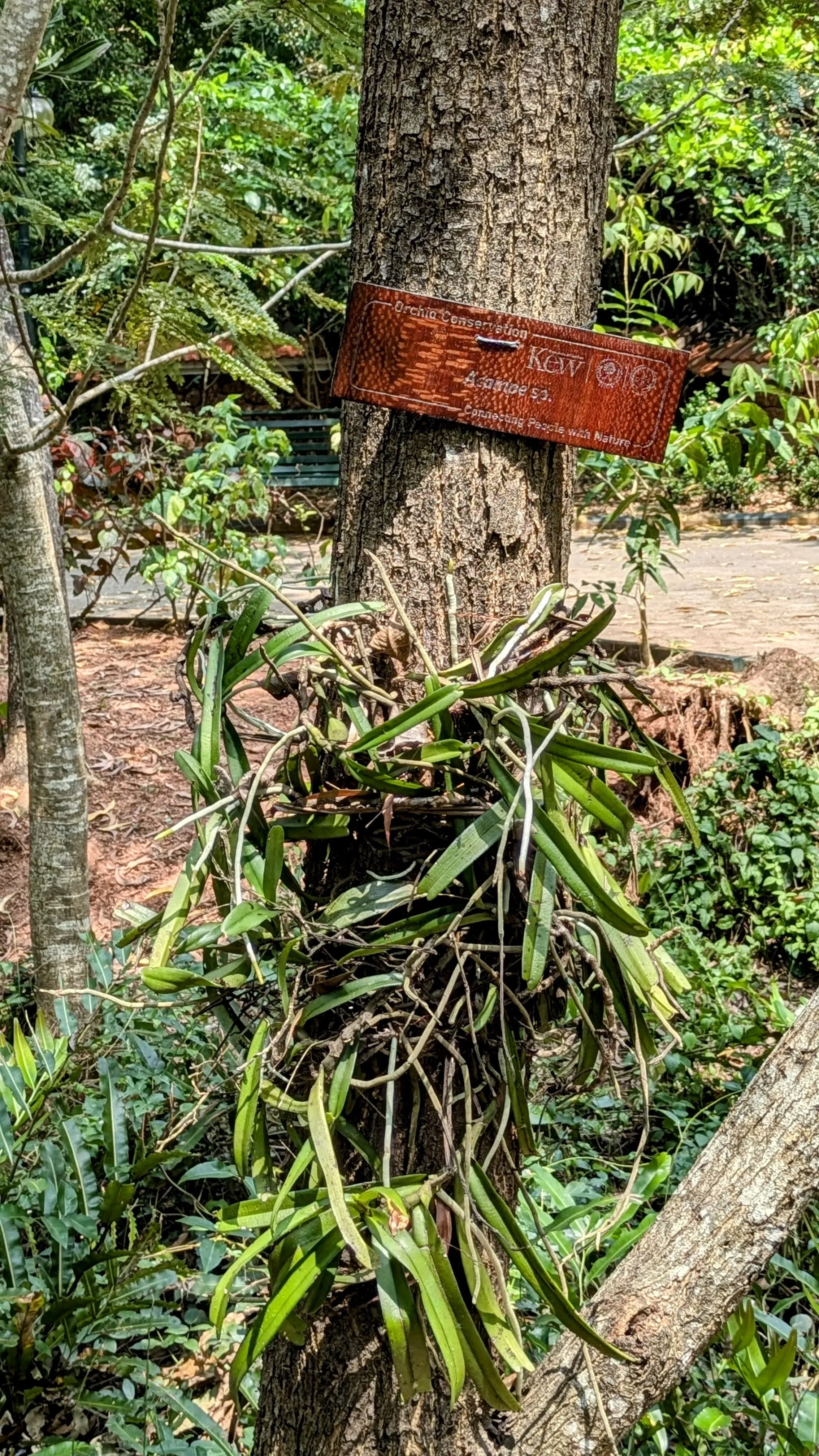 An <i>Acampe</i> grows on a tree next to a pathway in Sarovaram Biopark from which it will be seen by thousands of visitors. Viswambharan Sarasan © RBG Kew A plant grows on a tree next to a pathway
