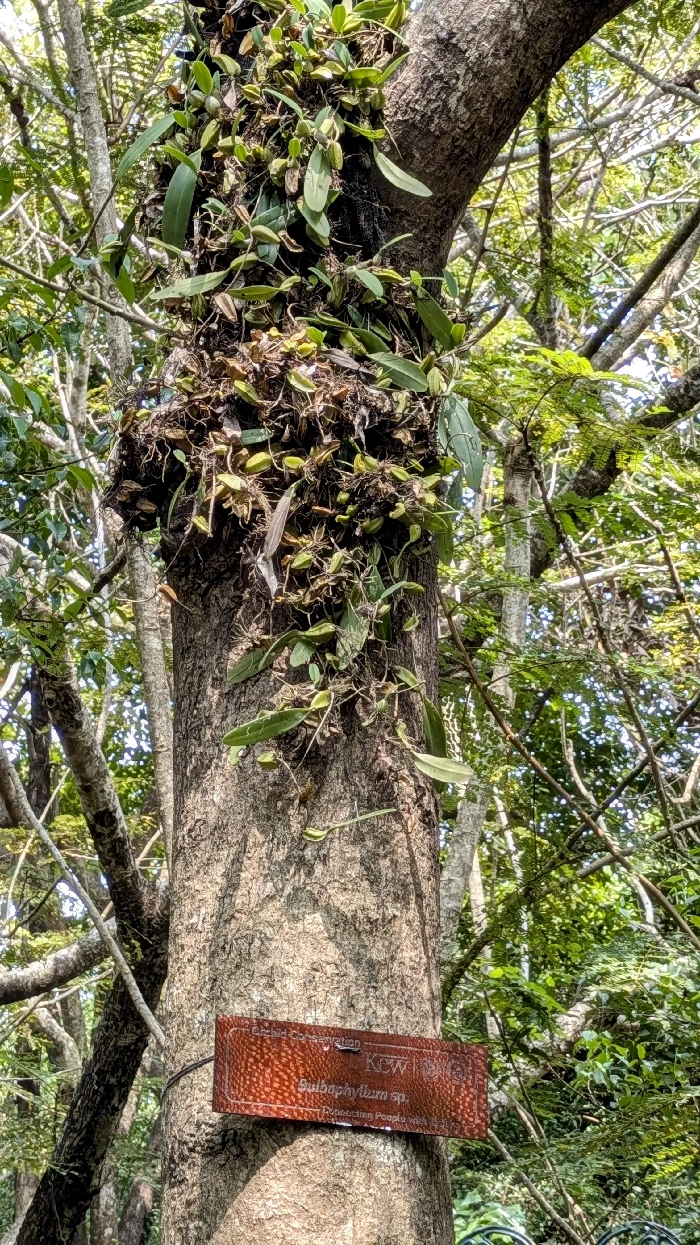 A translocated <i>Bulbophyllum</i> plant is marked with a sign for visitors to the biopark. Viswambharan Sarasan © RBG Kew A bulbophyllum orchid grows on a tree next to a wooden sign bearing its name