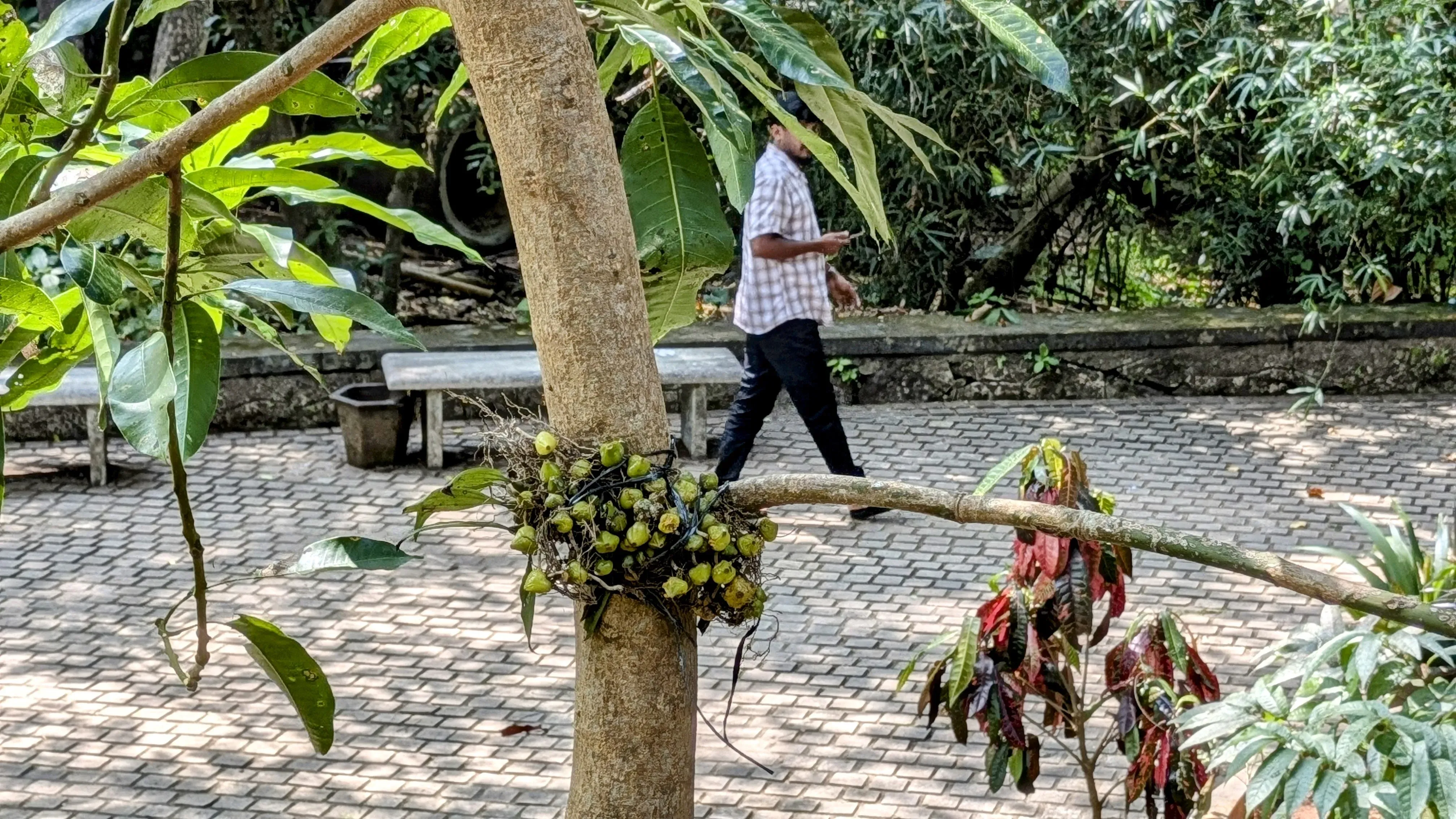 Saving these orchids means not just preserving biodiversity that would otherwise have been lost, but also offers a means to make them more visible to the people that live alongside them. Viswambharan Sarasan © RBG Kew A man walks past orchids that have been translocated onto a new tree.