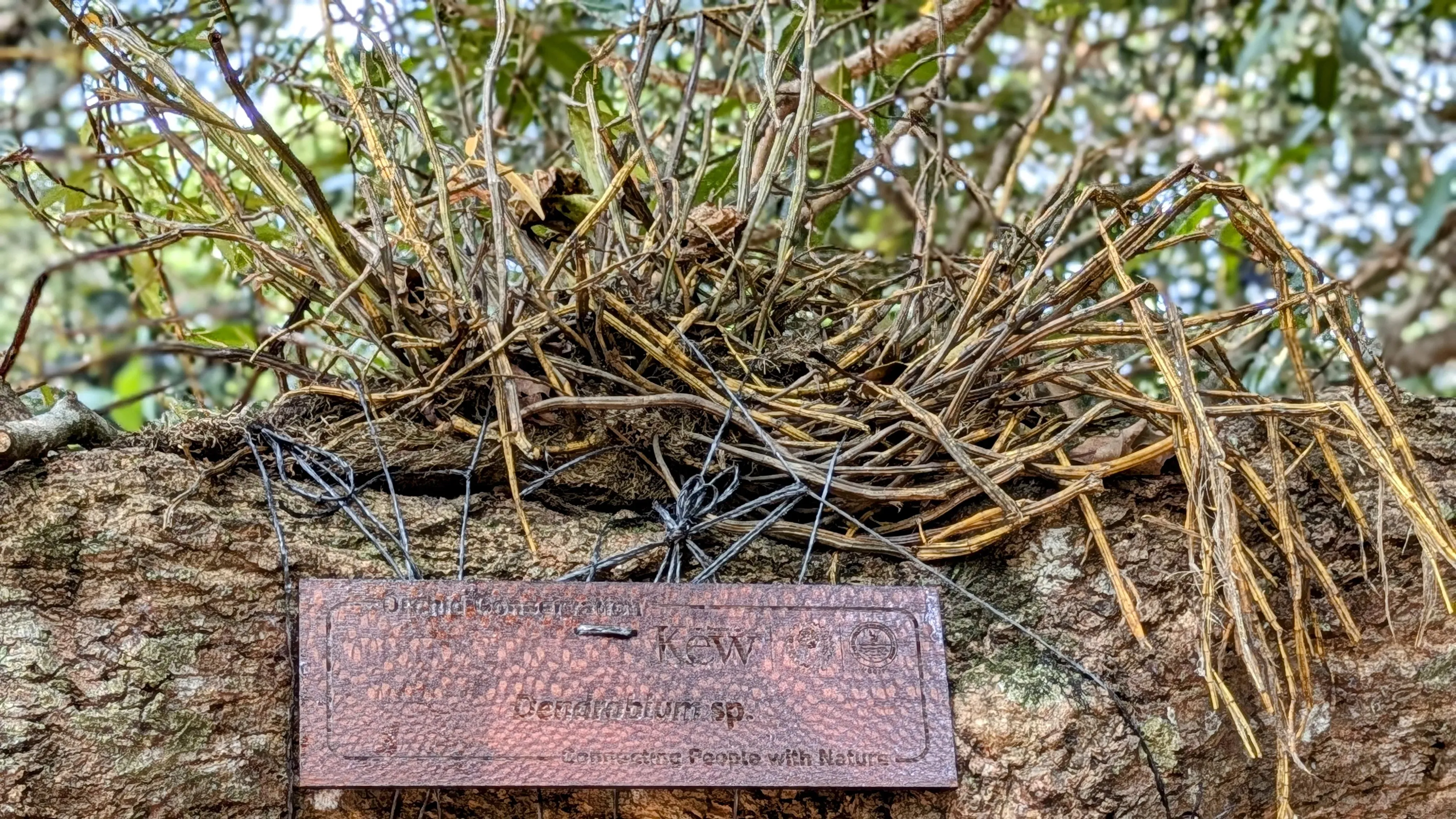 One of the freshly translocated orchids of the genus <i>Dendrobium</i> attached to its recipient tree home in Sarovaram Biopark. Viswambharan Sarasan © RBG Kew A translocated orchid attached to its new tree home via some ties. A wooden sign has the logo of Kew and partners, and it reads Dendrabium sp.