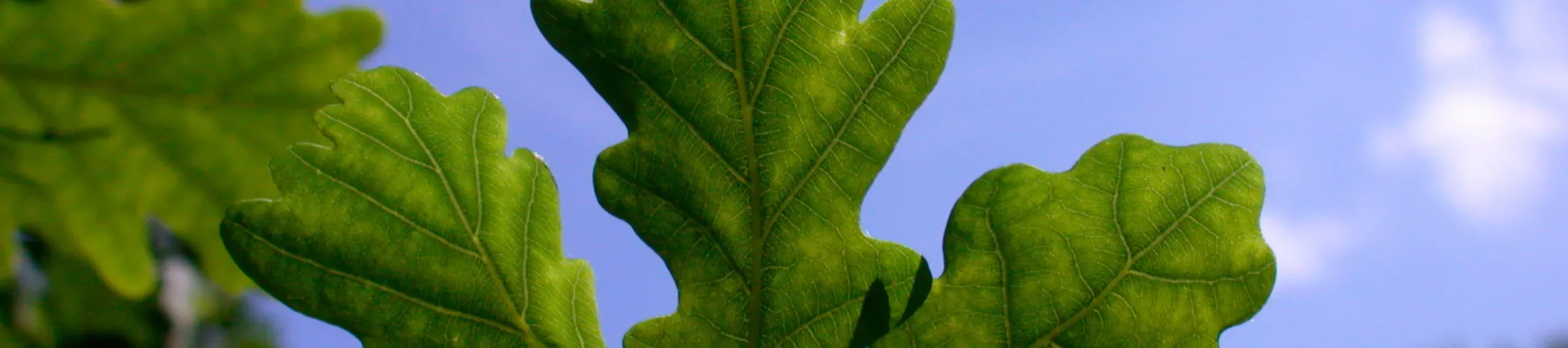 Oak leaves (Quercus robur) © RBG Kew. Close up of three bright green Quercus robur leaves. The sky behind is bright blue.