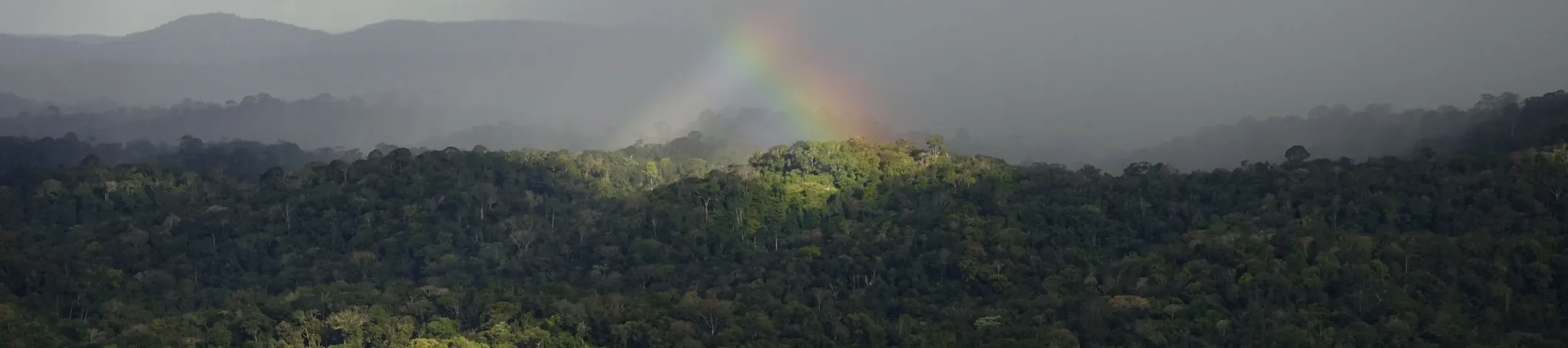 A rainbow shines over a tropical forest © William Milliken/RBG Kew. Rainbow over tropical forest
