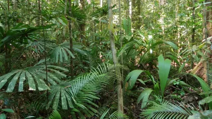 Calamus ruptiloides (centre, feathery leaves), Pinanga mirabilis (right, entire leaves) and Licuala cf. olivifera (left, radial leaves) in Lambir Hills National Park, Borneo. Benedikt Kuhnhäuser © RBG Kew