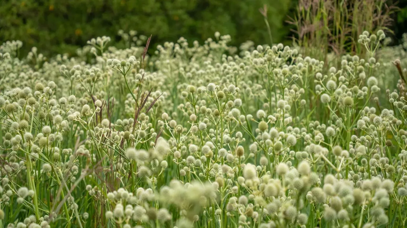 Rattlesnake master, Visual Air © RBG Kew An expansive view of white rattlesnake master plants with spiky round heads