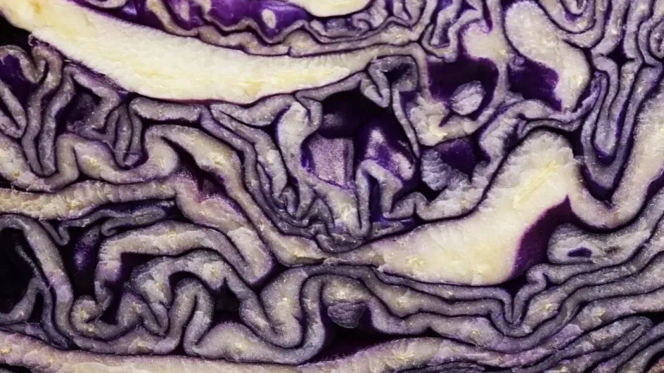 Red cabbage, Tiia Monto on Wikimedia Commons, CC BY SA 3.0