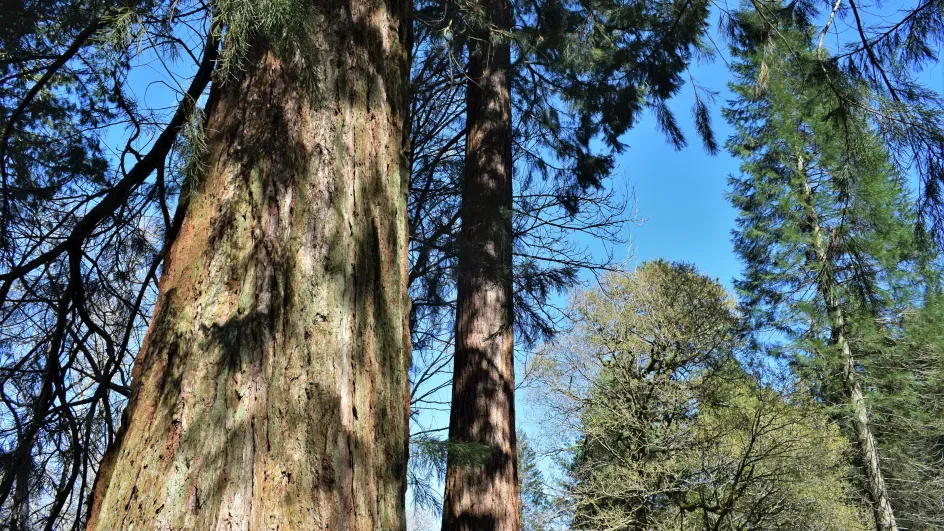 Redwoods, Horsebridge Wood, Wakehurst
