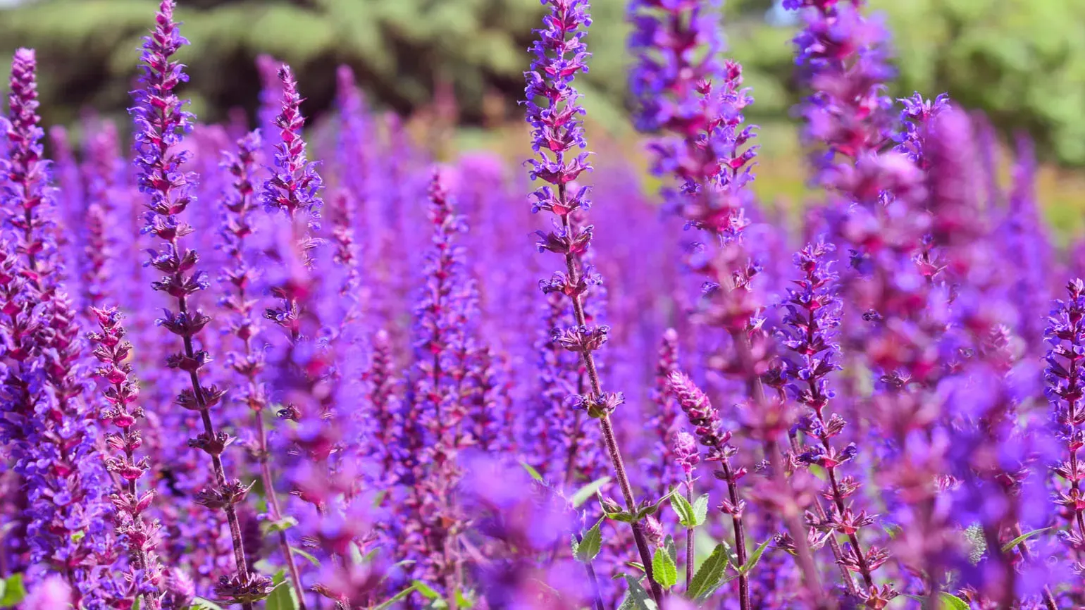 Purple flowers, Great Broad Walk Borders, Ellen McHale/RBG Kew Purple flowers on the Great Broad Walk Borders